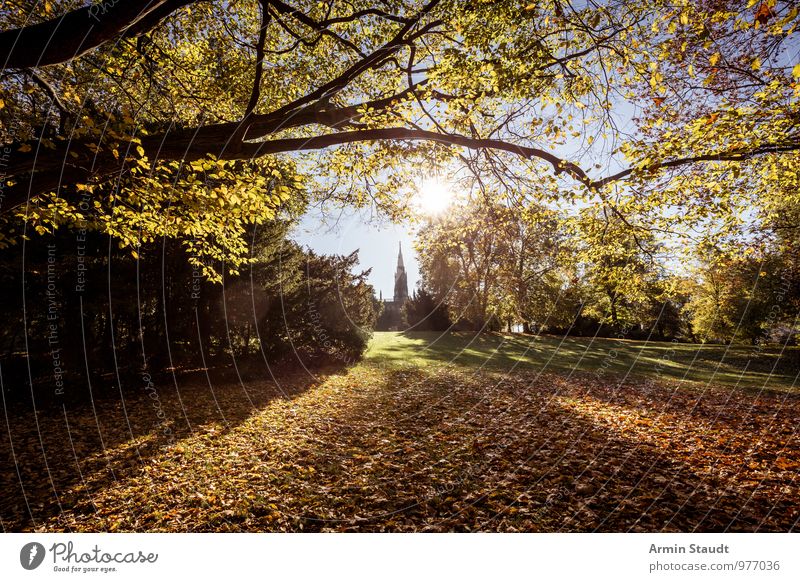 Victoriapark - Herbst Lifestyle harmonisch ruhig Natur Landschaft Himmel Wolkenloser Himmel Sonne Sonnenlicht Schönes Wetter Baum Herbstlaub Wiese Ast Park