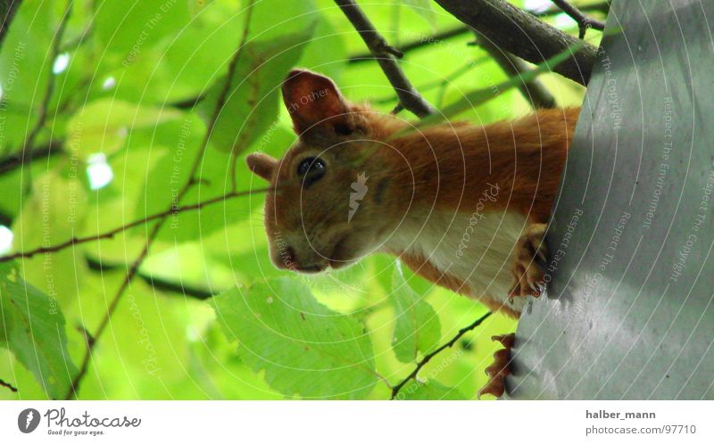 sqirrel Eichhörnchen rotbraun grün Blatt süß Dach Konzentration Suche Tier squirrel Respekt Ohr ruhig