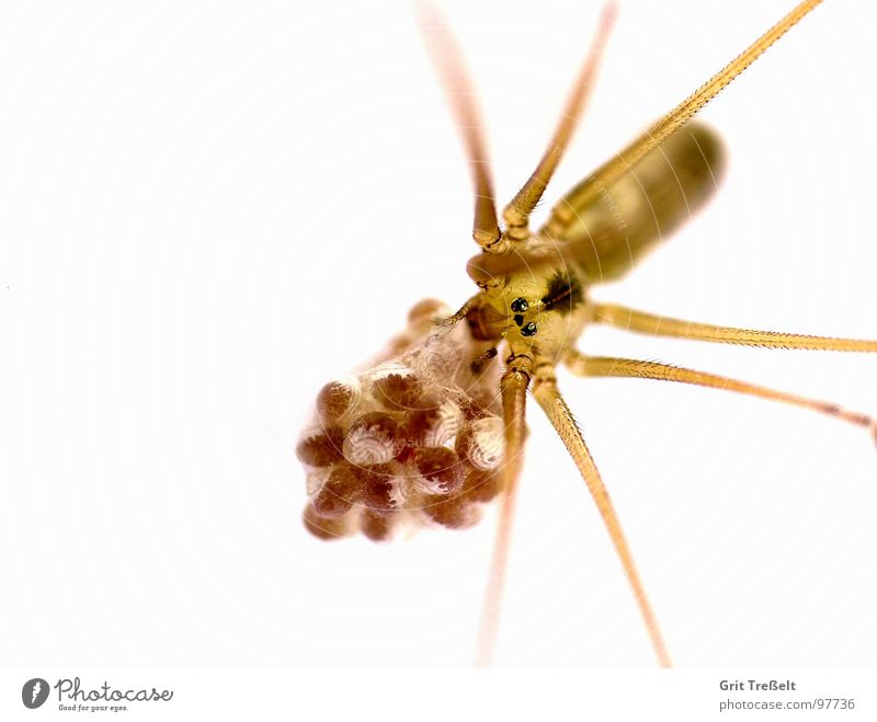 Große Zitterspinne (Pholcus phalangioides) Spinne Ekel klein Makroaufnahme Angst Auge