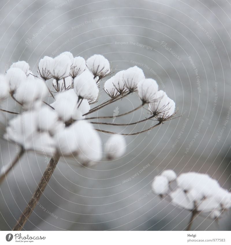 weiße Weihnacht... Umwelt Natur Pflanze Winter Schnee Blume Wildpflanze Feld frieren stehen außergewöhnlich einfach schön einzigartig natürlich braun grau