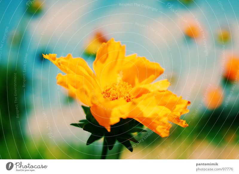 Flower gelb Nahaufnahme Makroaufnahme Field Blur Sun Lonely