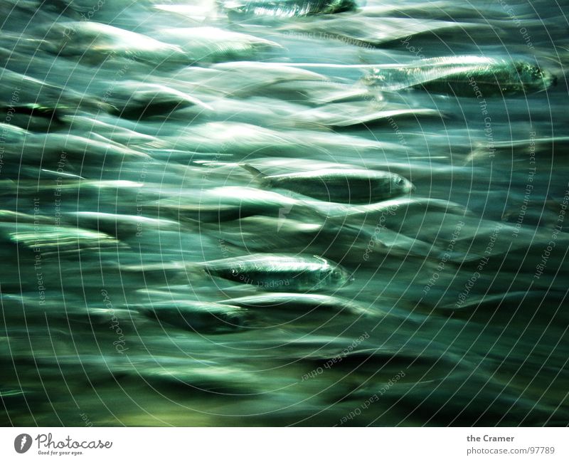 Der Schwarm Hering Licht Fisch Meer Wasser glänzend Bewegung Dynamik fish swarm water moving