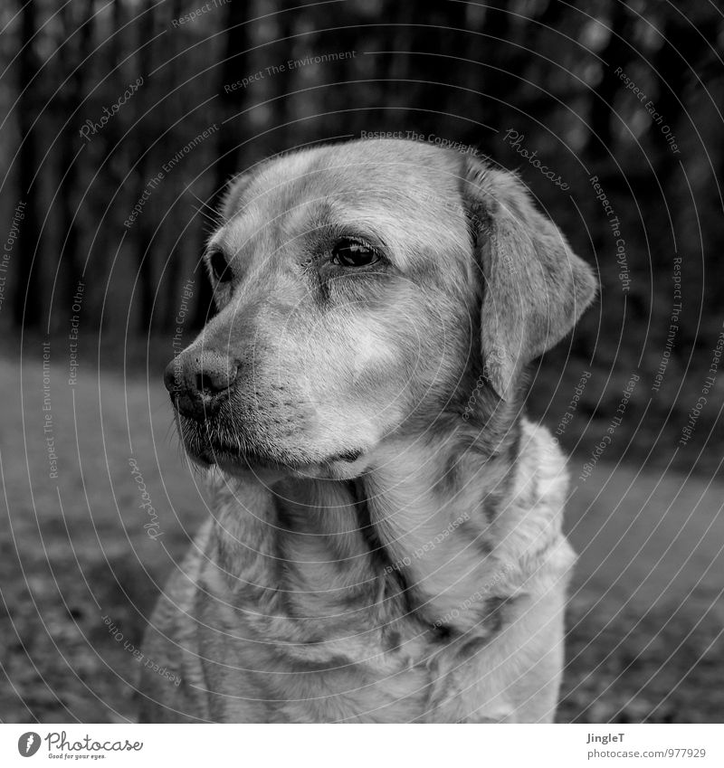 madame trübsinn Umwelt Natur Tier Haustier Hund Labrador 1 beobachten natürlich grau schwarz weiß Traurigkeit Sehnsucht Schwarzweißfoto Außenaufnahme