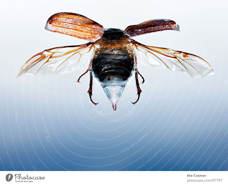 Maikäfer 02 Reflexion & Spiegelung Insekt Verlauf Frühling Schiffsbug springen blau Detailaufnahme Flügel insect blue may