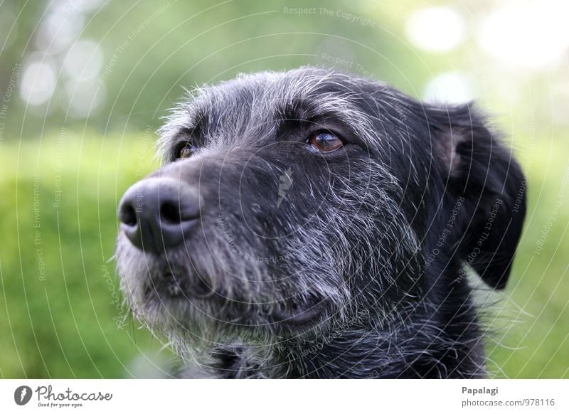 Hunde-Silberrücken Tier 1 beobachten Blick warten alt Unendlichkeit Neugier grau schwarz Freundschaft Tierliebe Treue Mitgefühl Verantwortung Wachsamkeit
