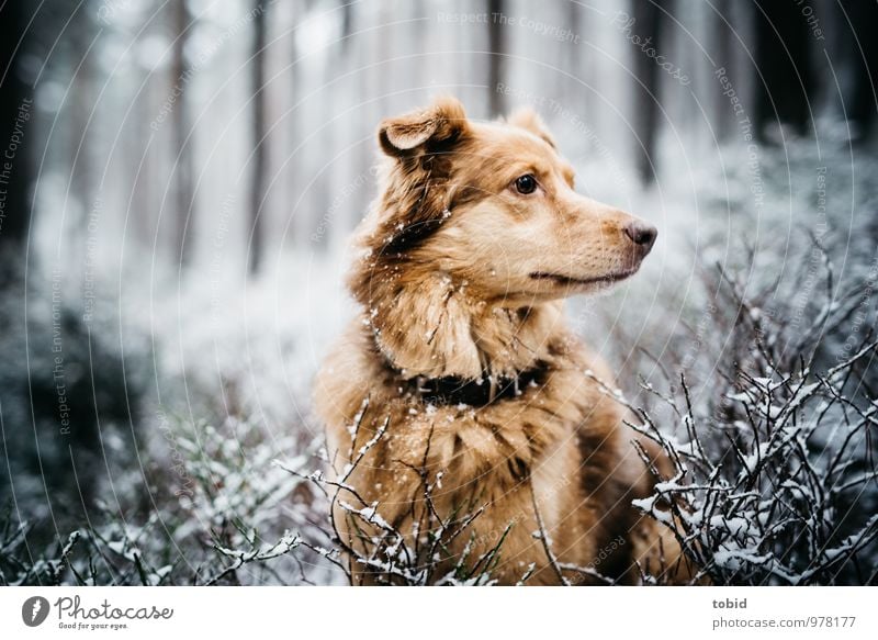 Auf den Hund gekommen Pt.1 Natur Landschaft Winter Schnee Baum Sträucher Wald Tier Haustier Tiergesicht Fell beobachten sitzen kuschlig weich braun gelb grau