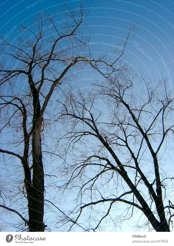 Spinnennetzbäume Baum geheimnisvoll beeindruckend 2 Himmel blau spinnennetzartig Schönes Wetter Natur Landschaft Ast Astwerk trees sky Frieden friedlich