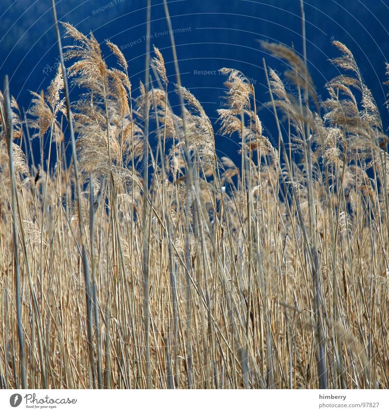 whispering wind Feld Landwirtschaft Herbst Himmel Korn Getreide Natur Versteck Landschaft Pflanze