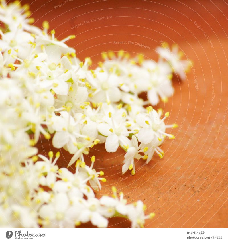 Hollerbusch Blüte Blume zierlich zart mehrere Doldenblüte Holunderblüte weiß filigran Duft Pflanze Holunderbusch essbar Dekoration & Verzierung Frühling viele