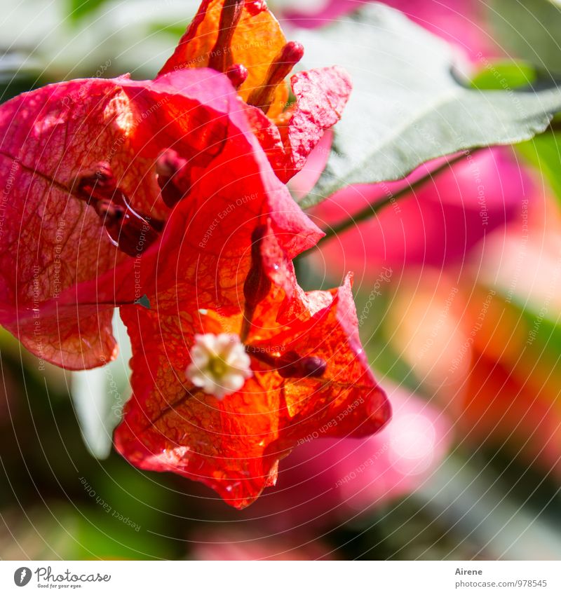 die Farbe der Freude Pflanze Blume exotisch Bougainvillea Blühend Fröhlichkeit Erotik Lebensfreude überschüssig viele üppig (Wuchs) Außenaufnahme Nahaufnahme