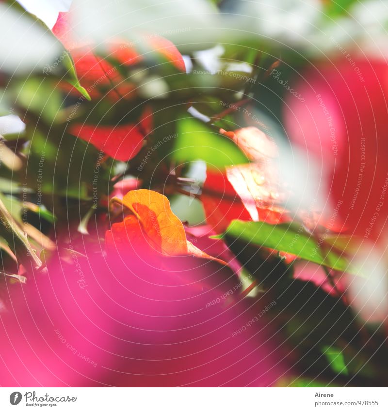Farbpalette Pflanze Blume Blatt Blüte exotisch Bougainvillea Ranke Blühend Fröhlichkeit Kitsch Klischee mehrfarbig grün orange rosa rot Lebensfreude Wachstum