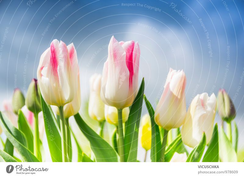 Rosa weiße Tulpen auf den bewölkten Himmel Lifestyle Stil Design Freizeit & Hobby Sommer Garten Natur Pflanze Wolken Gewitterwolken Frühling Schönes Wetter