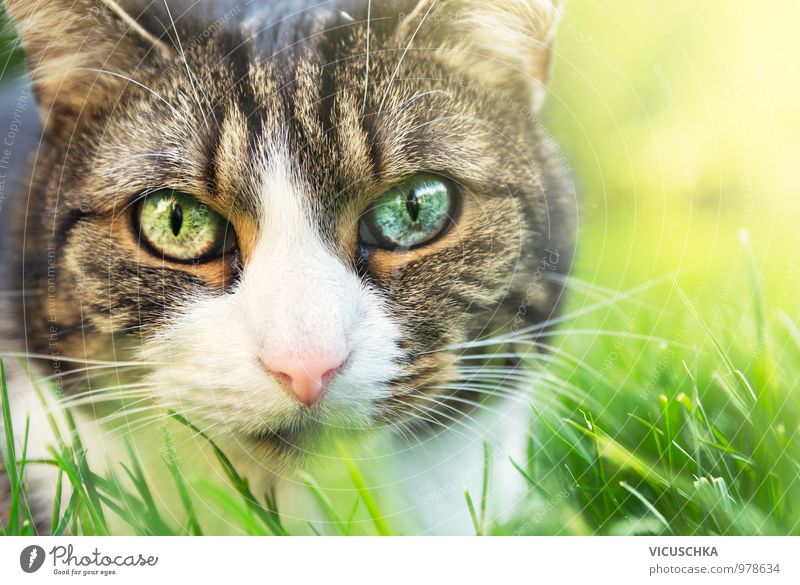 Katze Portrait mit verschiedenen farbigen Augen Lifestyle Stil Sommer Garten Natur Frühling Park Tier Haustier 1 weich frei Gras Nahaufnahme Verschiedenheit