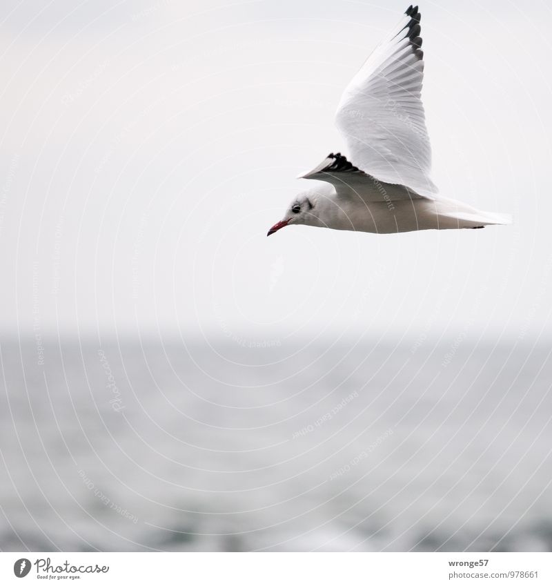 Von rechts nach links Natur Tier Himmel Horizont Wildtier Vogel Möwe 1 fliegen Unendlichkeit maritim grau Meer Ostsee Flügel Farbfoto Gedeckte Farben