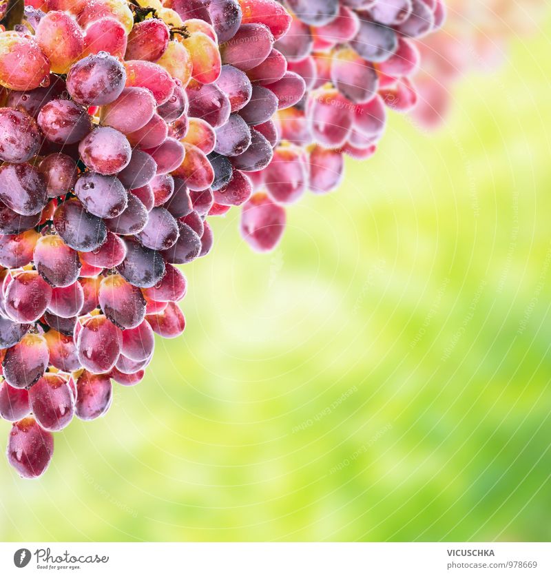 Rose Wein Trauben auf sonnigen Laub Lebensmittel Frucht Ernährung Bioprodukte Vegetarische Ernährung Diät Lifestyle Design Garten Natur Pflanze Sonne