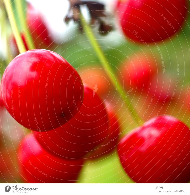 Dessert Kirsche Ernährung lecker rot hängen süß Stengel Frucht Natur reif Nahaufnahme Außenaufnahme fruchtig Vegetarische Ernährung Vegane Ernährung