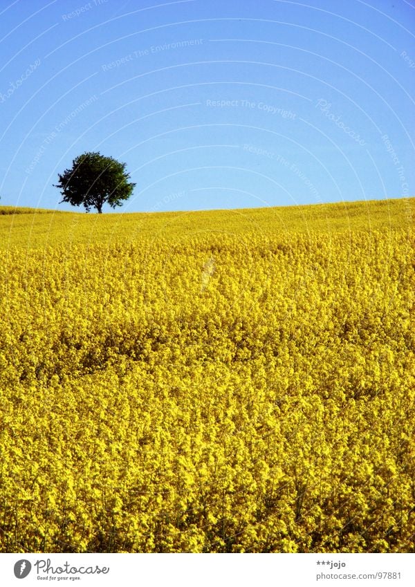 die gelbe gefahr schlägt zurück Raps Pflanze Frühling Feld Rapsfeld Landwirtschaft Honig Biene Blüte Blume ökologisch Mai Baum Erdöl blau Amerika Himmel