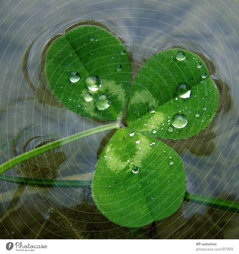 Klee im See Glück Wassertropfen Regen Tau Makroaufnahme frisch nass feucht Reflexion & Spiegelung Spannung Natur grün grasgrün rund Kristallstrukturen glänzend