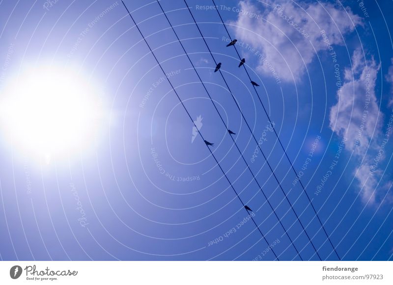 vögeln auf der leine Wolken Elektrizität Schwalben Vogel heiß Physik Langeweile Detailaufnahme Sonne Himmel Seil hell Wärme