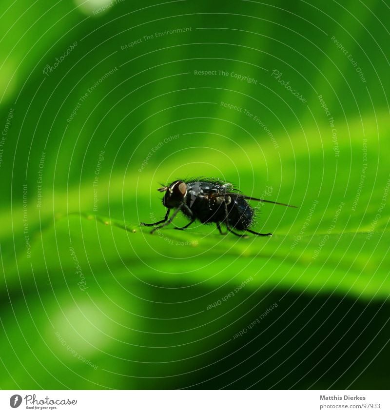 MITTAGSPAUSE nervig Insekt Blatt klein Pause stehen Leben Tier Nervosität Fressen Beginn grün Reinigen Sonnenbad Sommer Frühjahrsputz Sonnenbrille