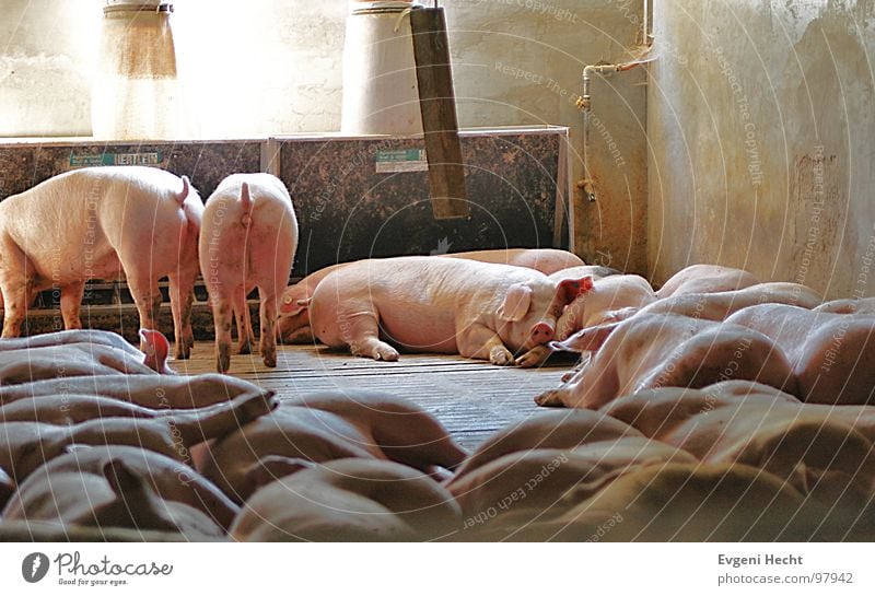 Schweine Stall Dorf schlafen Tier Haustier Nutztier Säugetier Schlacht Schweinestall Hut Müdigkeit Raum