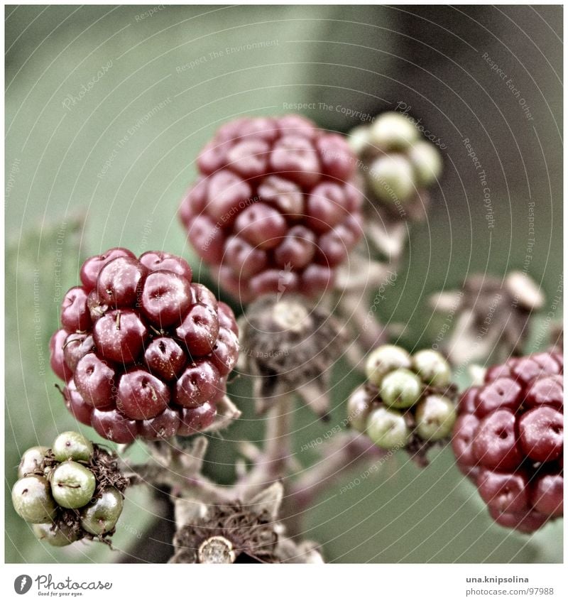 blackberry Frucht Kugel grün rot unreif Brombeeren Beeren Farbfoto Außenaufnahme Detailaufnahme