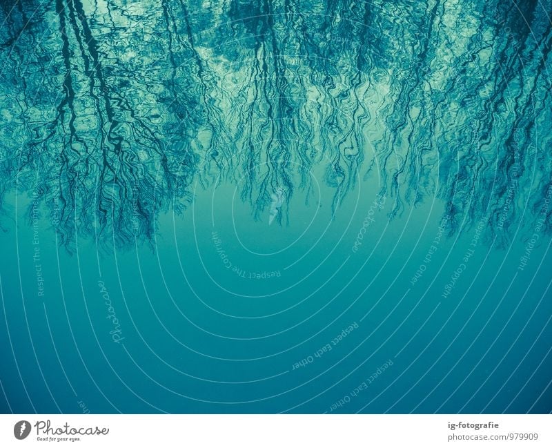 verschwommene Bäume Natur Wasser Herbst Winter Wetter Baum Wald Flussufer Denken dunkel blau Stimmung Gelassenheit geduldig traurig winken auf den Kopf gestellt