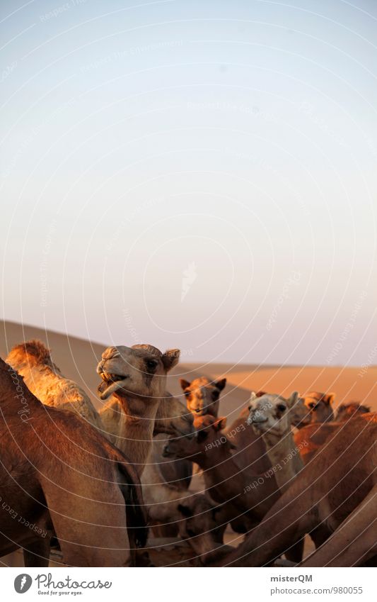 Desert Cab VI Tier ästhetisch Zufriedenheit Kamel Kameltreiber Kamelhöcker Kamelmarkt Kamelkopf Wüste Sahara Abu Dhabi Wärme heiß Kopf Sommerurlaub Farbfoto