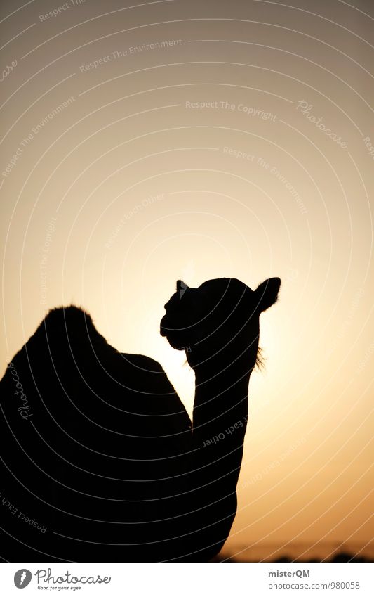 Desert Cab V Kunst ästhetisch Zufriedenheit Kamel Kamelhöcker Kamelmarkt Kamelkopf Wüste Wärme heiß Silhouette Abu Dhabi Sahara Sommerurlaub Sonne Farbfoto