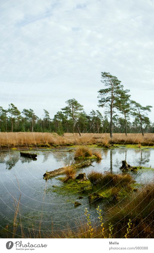 Sonntagsmoor Umwelt Natur Landschaft Pflanze Urelemente Wasser Baum Moor Sumpf Teich nachhaltig natürlich Einsamkeit Idylle ruhig Vergänglichkeit Totholz Kiefer