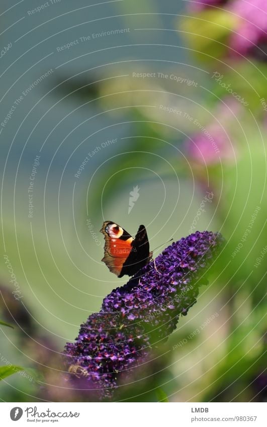 Schmetterling gut versteckt Natur Pflanze Tier Sommer Sträucher Garten 1 grün violett Sommerflieder Tagpfauenauge Fliederbusch Insekt Nektar Perspektive
