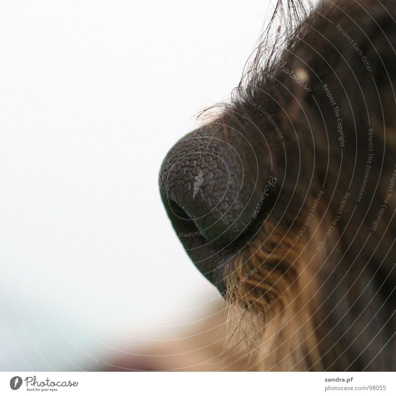*schnüff* Hund Bart schwarz braun atmen Dackel beige feucht nass Nasenloch Luft weiß Makroaufnahme Nahaufnahme Säugetier Dienstleistungsgewerbe Haare & Frisuren