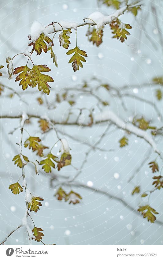 außergewöhnlich | Herbstschnee Lifestyle harmonisch ruhig Meditation Winterurlaub Feste & Feiern Umwelt Natur Klima Eis Frost Schnee Schneefall Baum Wald kalt