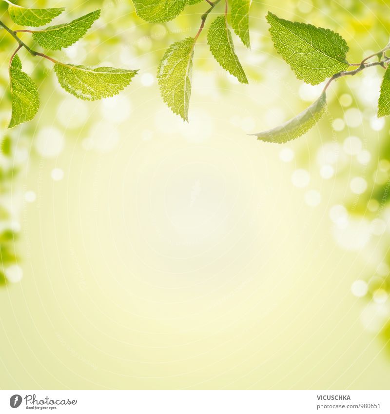 Frühling Hintergrund mit grünen Blättern und Bokeh Stil Design Wohlgefühl Meditation Sommer Sonne Garten Natur Pflanze Luft Schönes Wetter Blatt Park Wald
