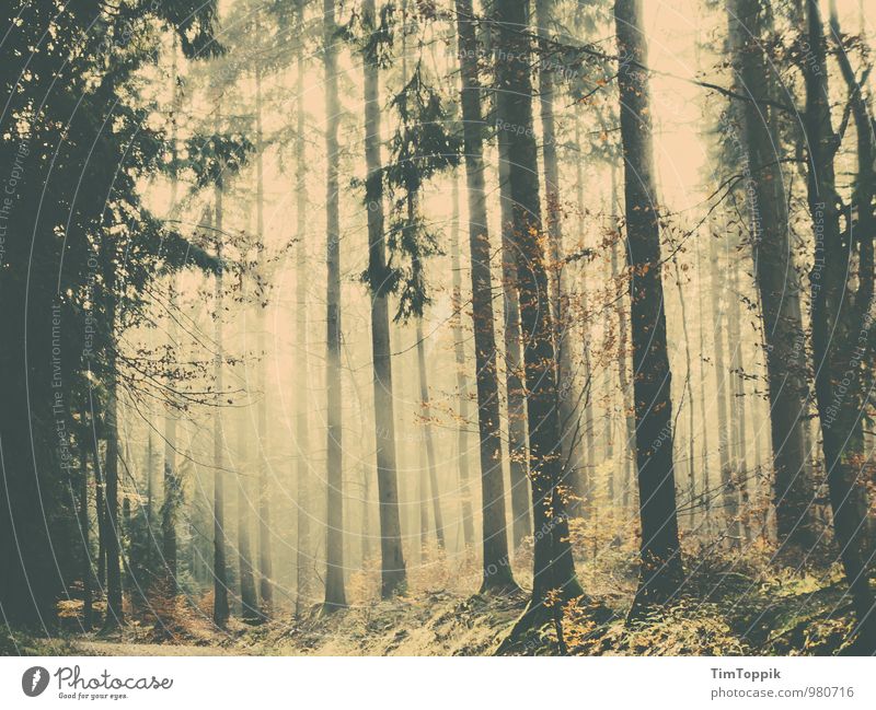 Ein Waldmärchen Waldlichtung Waldspaziergang geheimnisvoll Baum Baumstamm Verhext Märchen fantastisch Gegenlicht Märchenwald Taunus Spaziergang Romantik