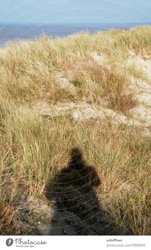 !Trash! Belgisches Strandgut Mensch 1 Natur Landschaft Pflanze Schönes Wetter Gras Küste Meer blau Sandstrand Düne Dünengras Schatten Schattenspiel