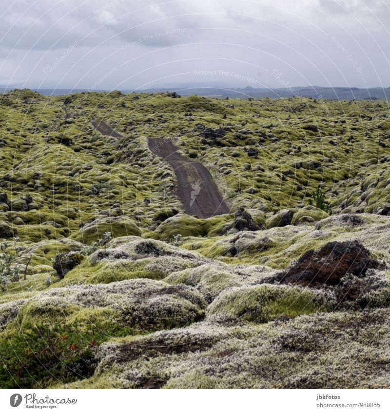 ISLAND / Land der Trolle & Elfen Umwelt Natur Landschaft Pflanze Himmel Klima Klimawandel Moos Moosteppich Flechten Hügel Felsen ästhetisch authentisch schön