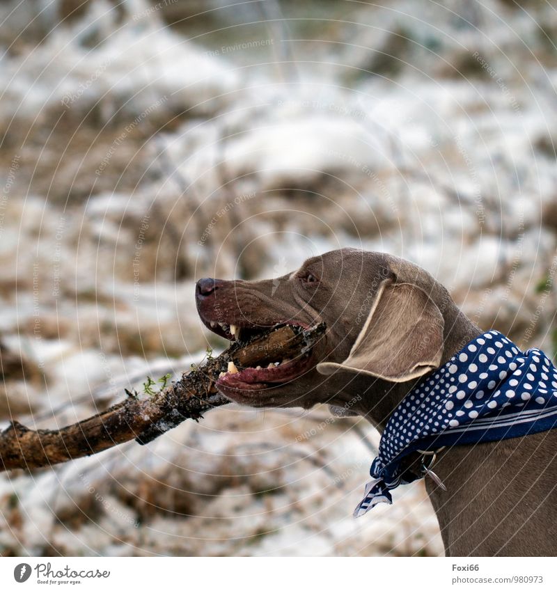 das ist mein Stöckchen... Umwelt Natur Winter Eis Frost Schnee Sträucher Wald Fell Halstuch Haustier Hund 1 Tier Holz Arbeit & Erwerbstätigkeit Fressen kämpfen