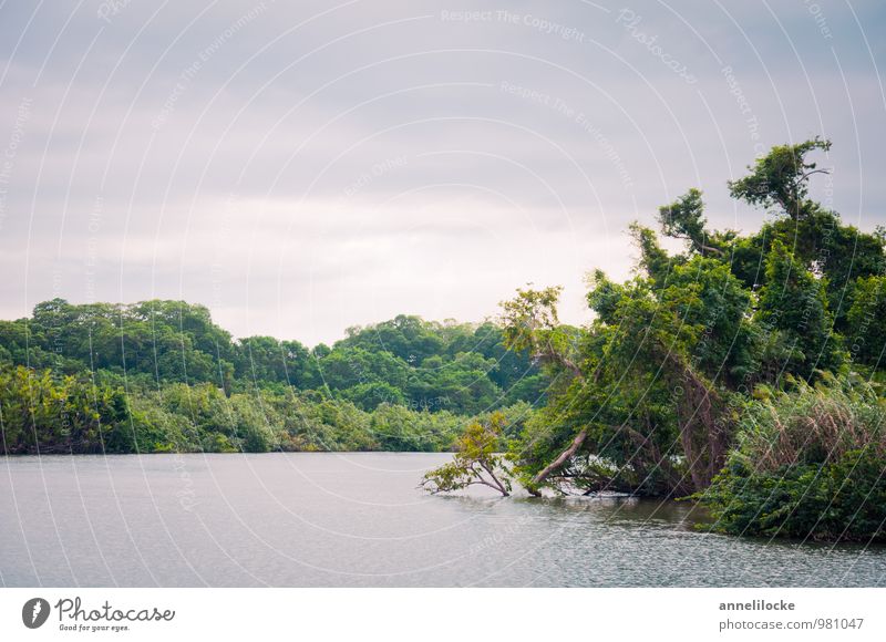 Sittee River Ferien & Urlaub & Reisen Tourismus Abenteuer Ferne Umwelt Natur Landschaft Pflanze Wasser Sommer Mangrove Wald Urwald Flussufer Lagune grün bedeckt