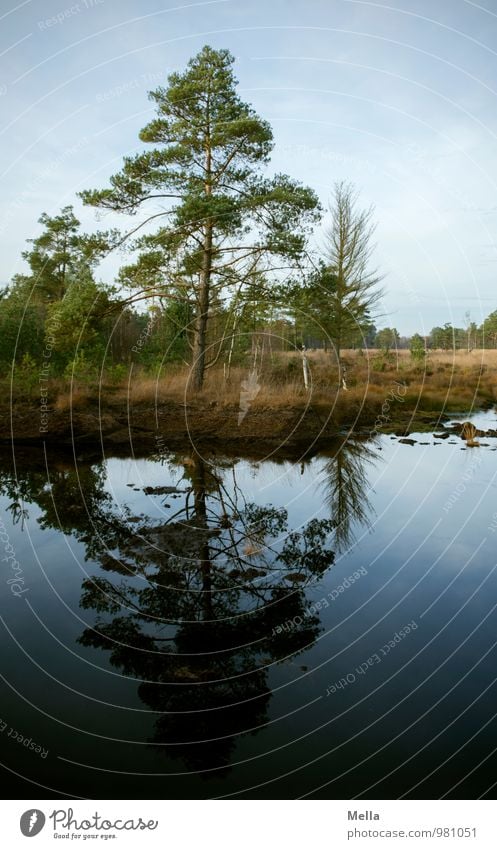 Reflexion - Auf ein gutes Neues Umwelt Natur Landschaft Pflanze Wasser Baum Moor Sumpf Teich See Wachstum natürlich blau Idylle ruhig Spiegelbild