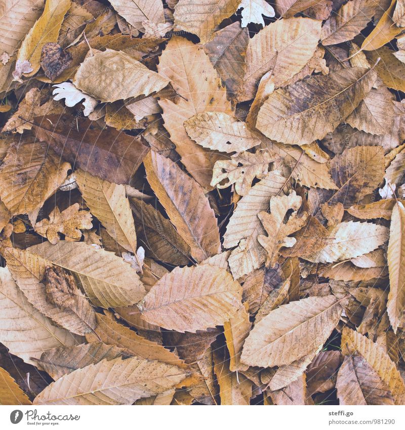 Herbstlaub Ausflug Abenteuer Pflanze Blatt Park Wald alt braun Herbstfärbung herbstlich Herbstwald welk Waldboden Blattadern Buchenblatt verrotten Linie
