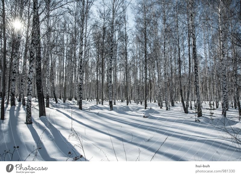 Birches Schönes Wetter Schnee Wiese Wald ästhetisch kalt Birkenwald Winter Schneelandschaft Schneefall Sonnenstrahlen Schattenspiel schön Idylle ruhig