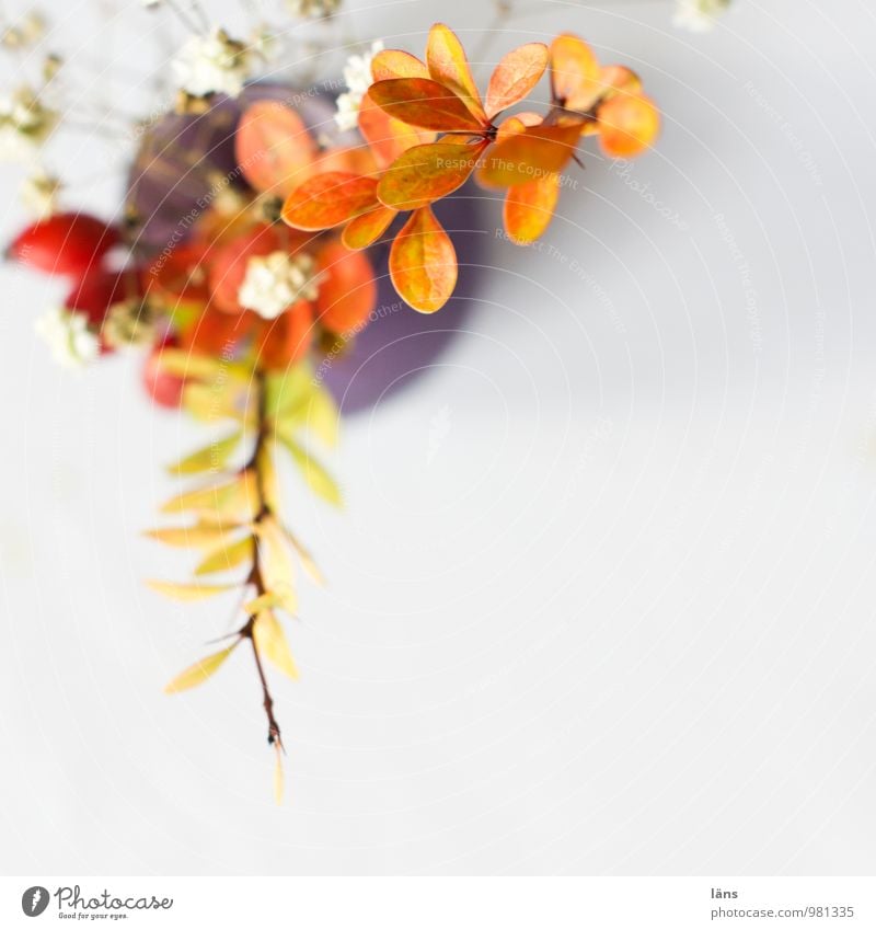 eckpunkt Häusliches Leben Dekoration & Verzierung Pflanze Blatt Blüte Wildpflanze Blühend ästhetisch einzigartig Berberitze Schleierkraut Vase Farbfoto