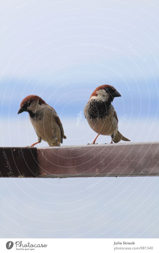 ich nee du Wildtier Vogel Flügel 2 Tier Tierpaar Kommunizieren frech blau braun rot Scham Liebesaffäre Haussperling Farbfoto Außenaufnahme Tag