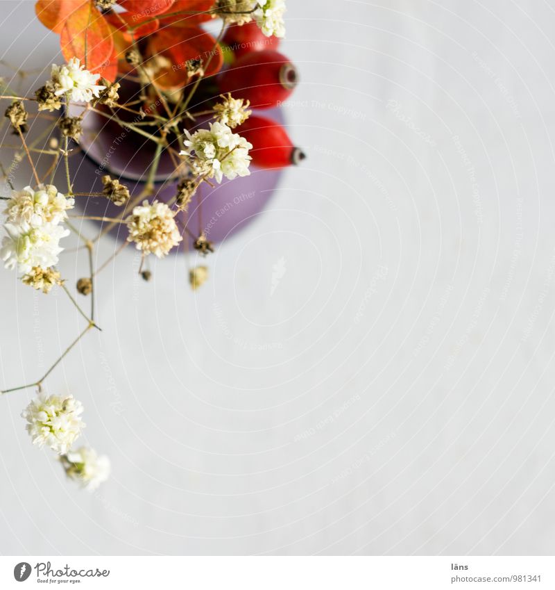 mittelpunkt Dekoration & Verzierung Hagebutten Tisch Vase Schleierkraut Berberitze Blume