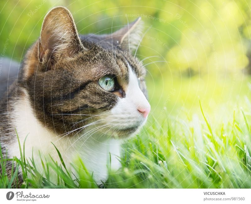 Graue Katze mit weißem Gesicht im Sommergarten Garten Natur Pflanze Tier Frühling Schönes Wetter Park Wiese Feld Haustier 1 weich Sonnenlicht Gras Rasen frei