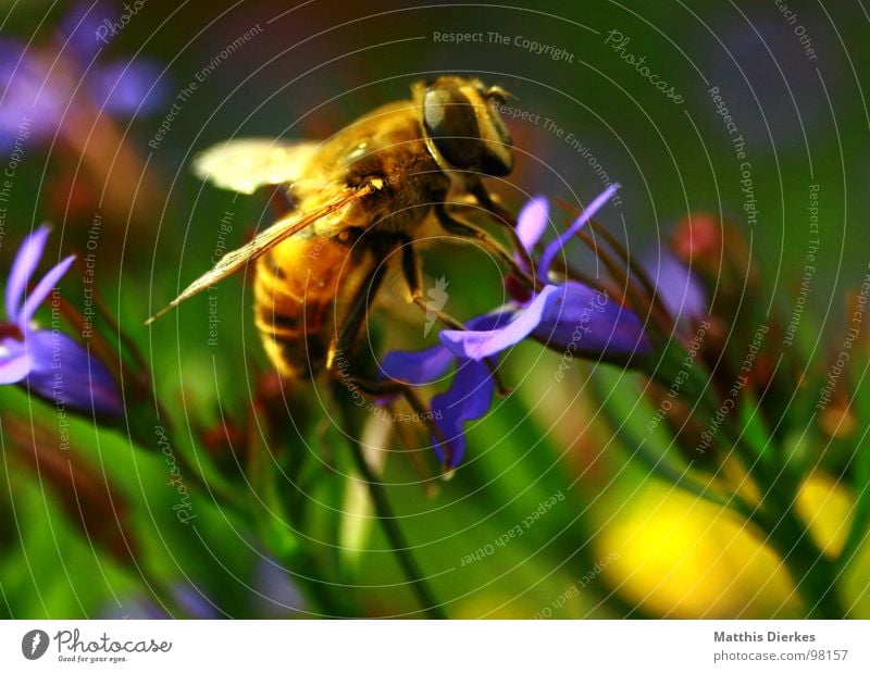 LANDUNG Biene Insekt Wespen Hornissen Ekel Tier trinken Ernährung genießen Blume Blumenkasten Balkon Pflanze Fortpflanzung verbreiten gelb Vielfältig stechen