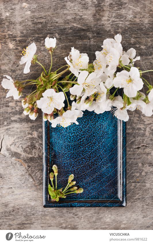 Blaue Keramik Schale mit weißen Kirschblüten Stil Design Garten Dekoration & Verzierung Natur Pflanze Frühling Blüte Blühend retro Duft Rahmen Hintergrundbild
