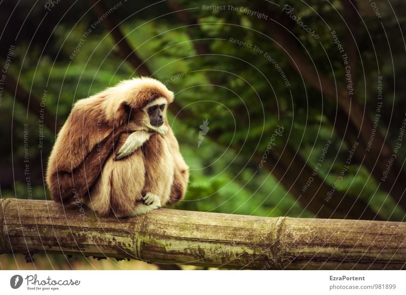 ganz entspannt zur 300 Erholung ruhig Meditation Umwelt Natur Tier Wildtier Affen 1 hocken sitzen Traurigkeit braun Gefühle Stimmung Gelassenheit geduldig