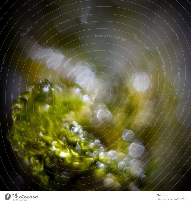 Moos grün feucht nass glänzend Makroaufnahme Unschärfe Pflanze Mikrofotografie klein winzig Leben Urwald Nahaufnahme Wasser Wassertropfen Microkosmos clorophyll